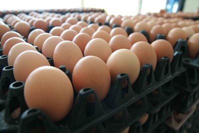 ไข่ไก่