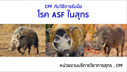 ข้อมูลCPFกับวิธีรับมือโรคASFในสุกร 